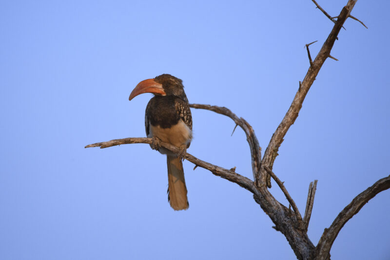 Travel Namibie 392