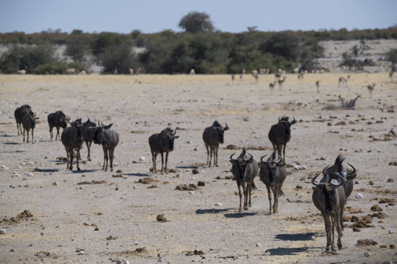 Travel Namibie 367